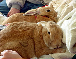 Jaimi and Jessie's bunnies